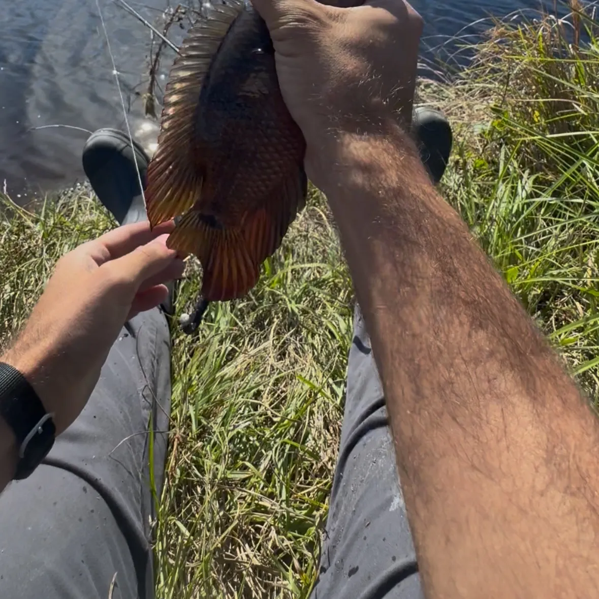 The most recent Mayan cichlid catches on Fishbrain