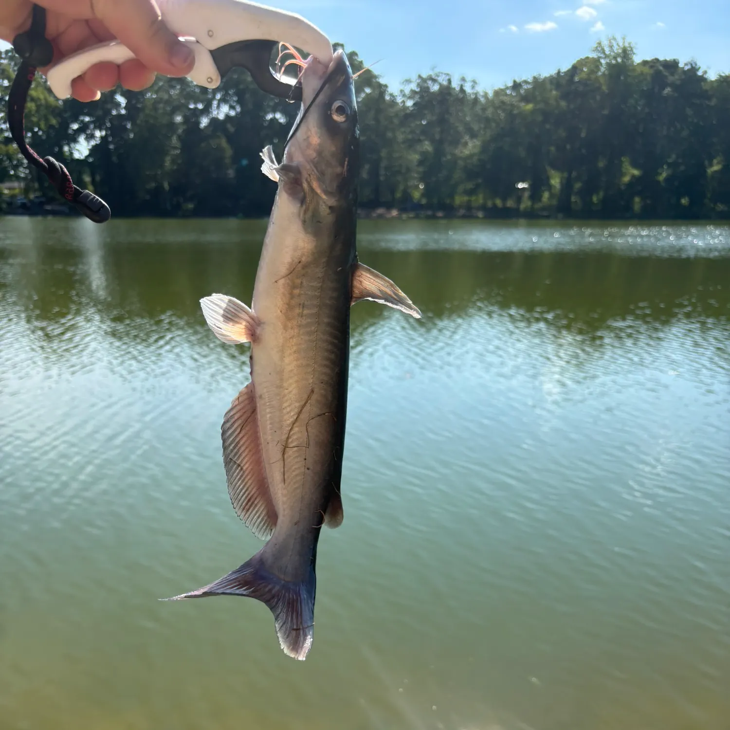 Channel catfish caught on Fishbrain