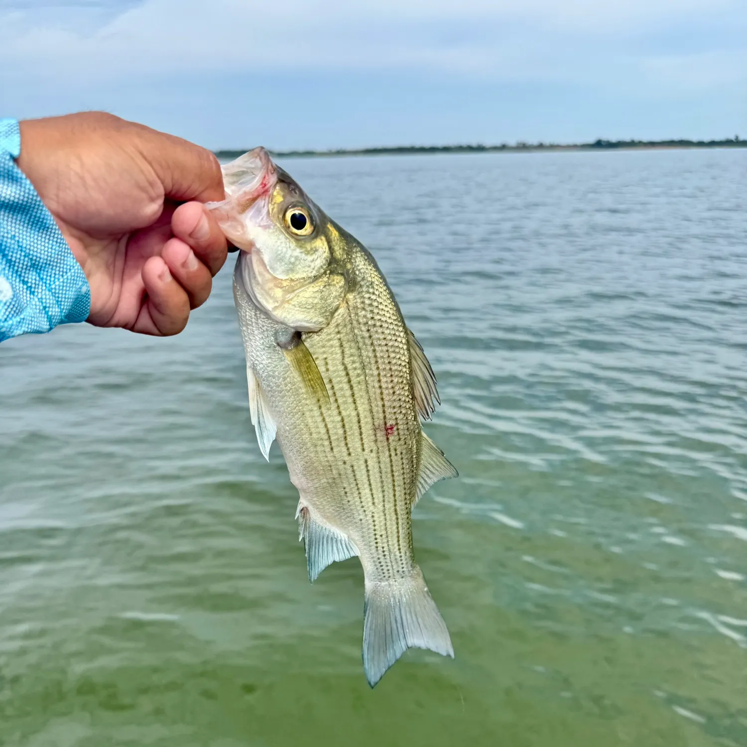 White bass caught on Fishbrain