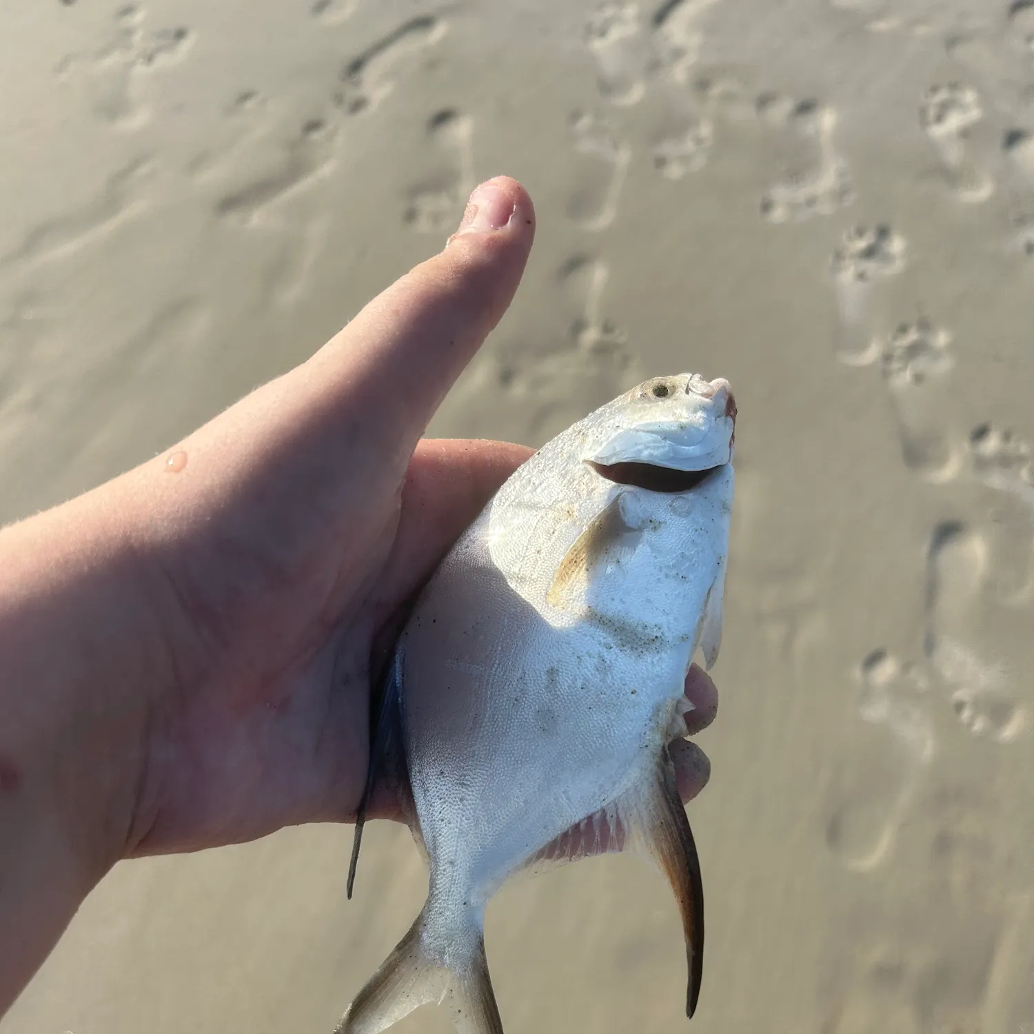 Palometa caught on Fishbrain