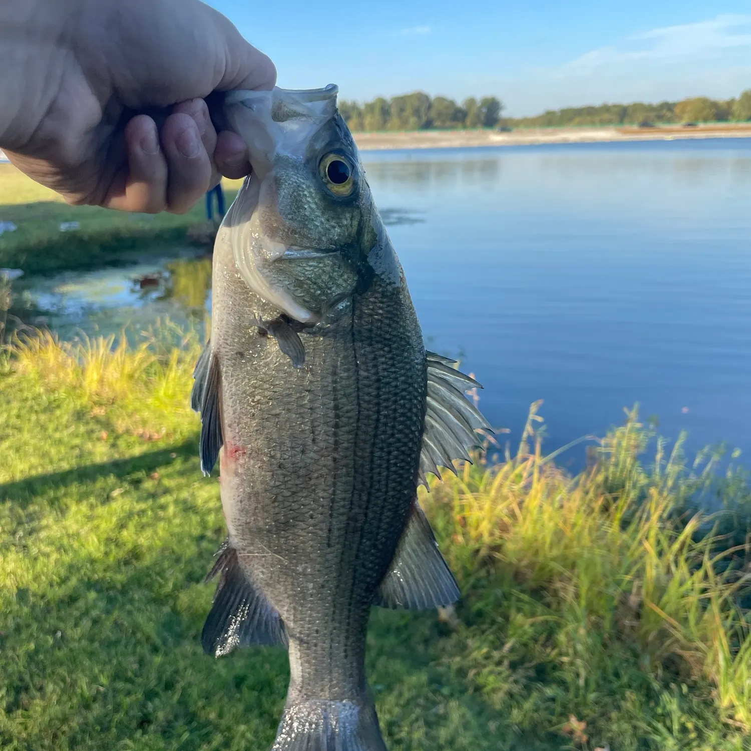 White bass caught on Fishbrain