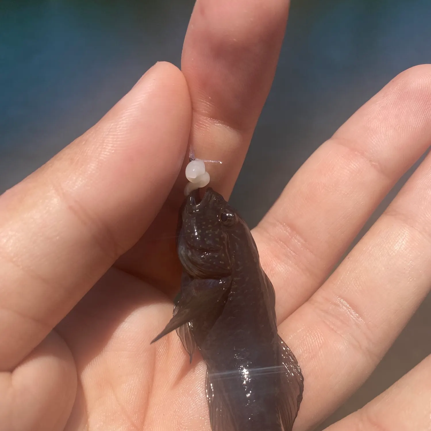 The most recent Crested goby catches on Fishbrain
