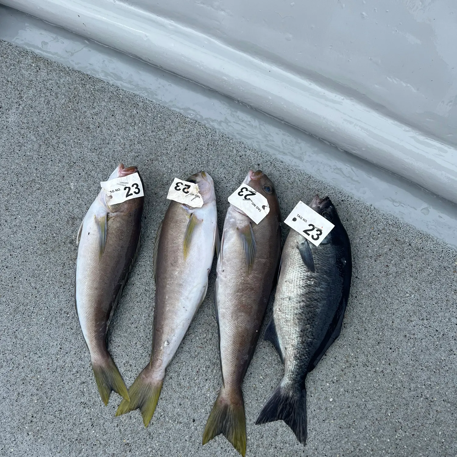 recently logged catches