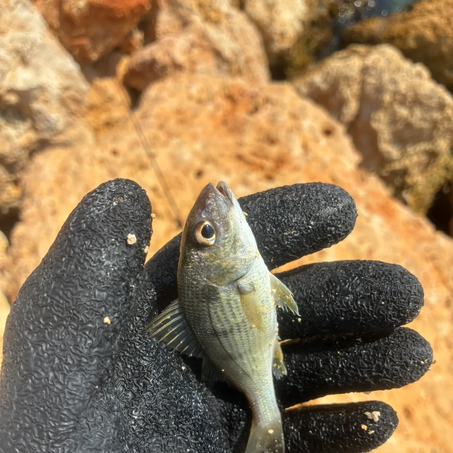 Tomtate grunt caught on Fishbrain
