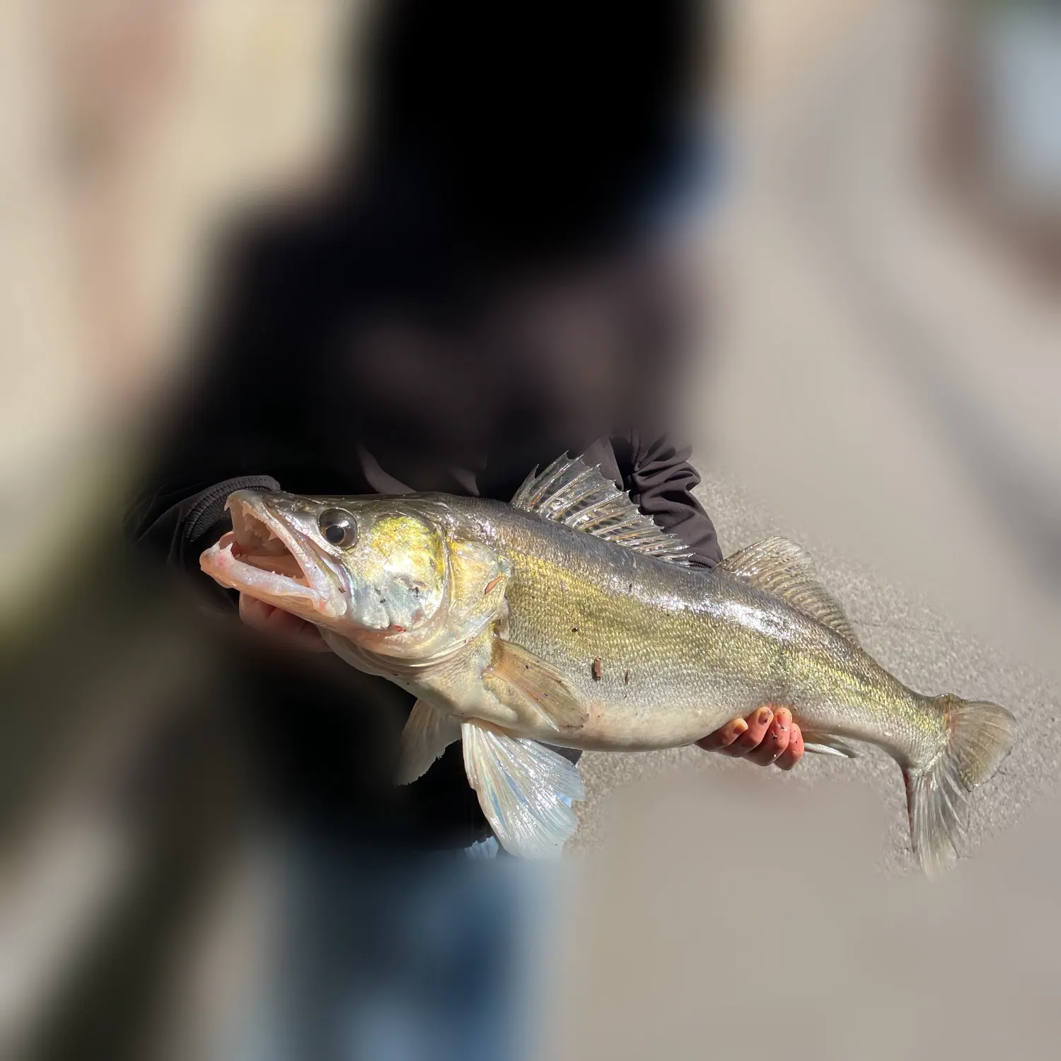 The most recent Zander catches on Fishbrain