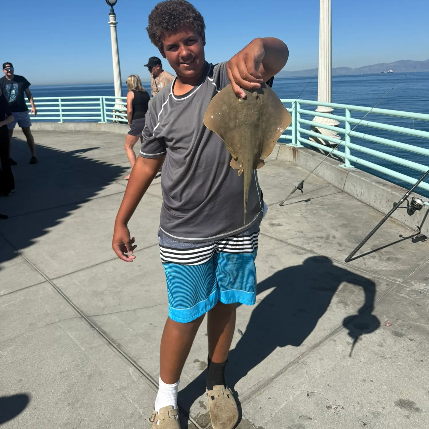 Haller's round ray caught on Fishbrain