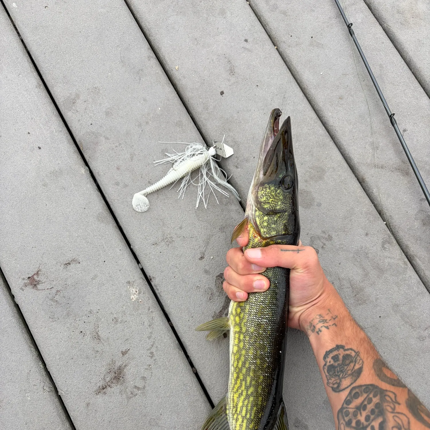 Chain pickerel caught on Fishbrain