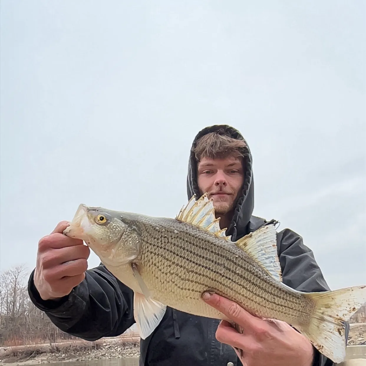 The most recent Hybrid striped bass catches on Fishbrain