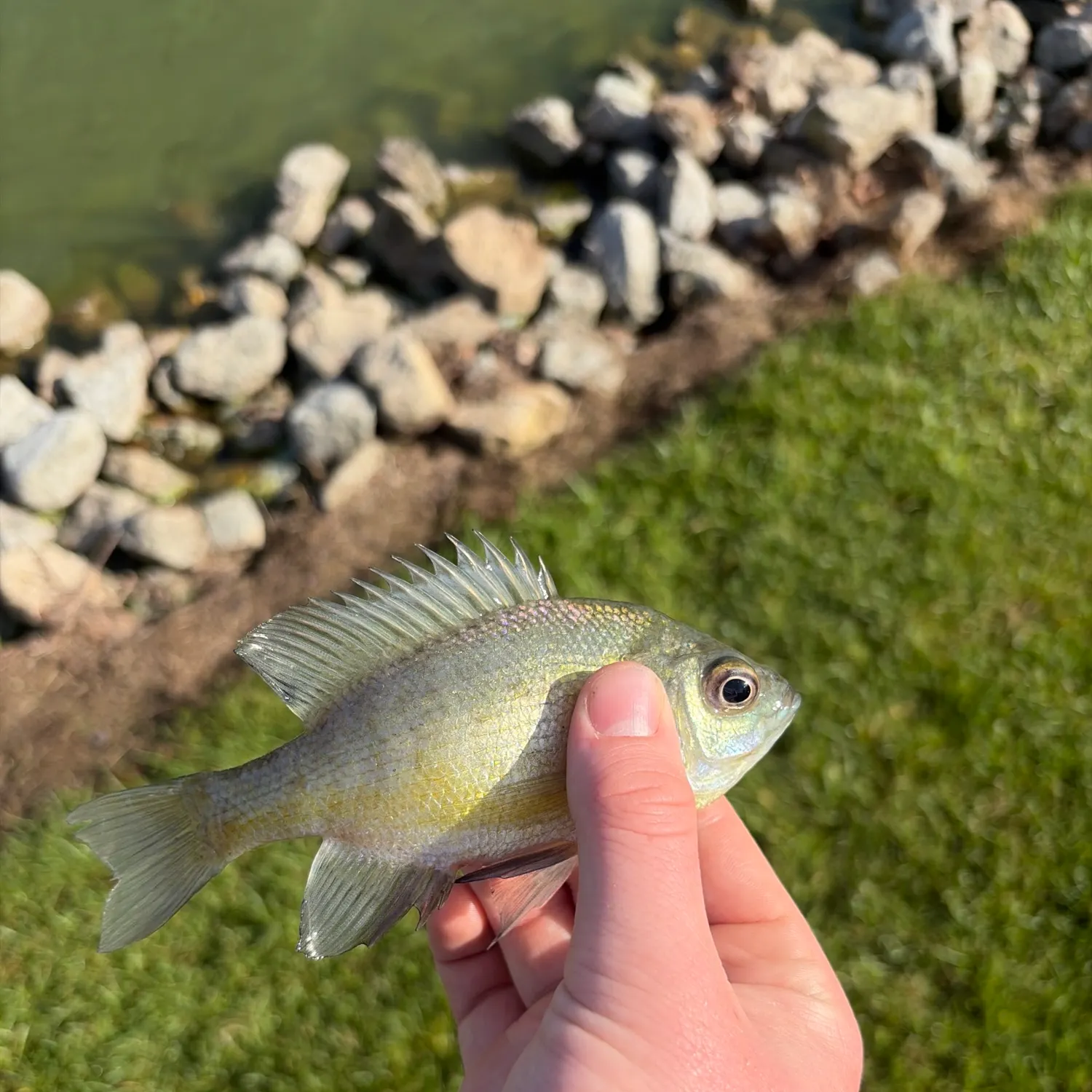 Bluegill caught on Fishbrain
