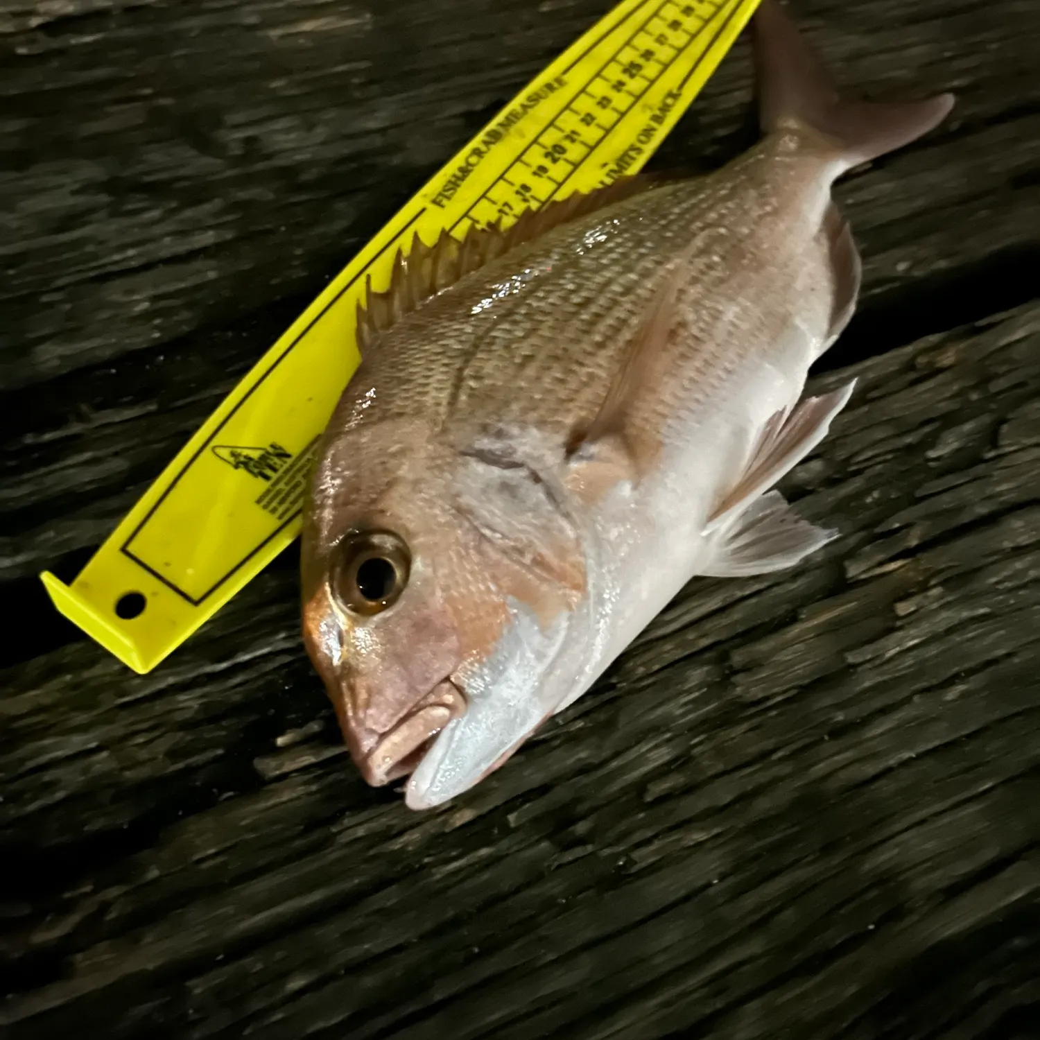 Australasian snapper caught on Fishbrain