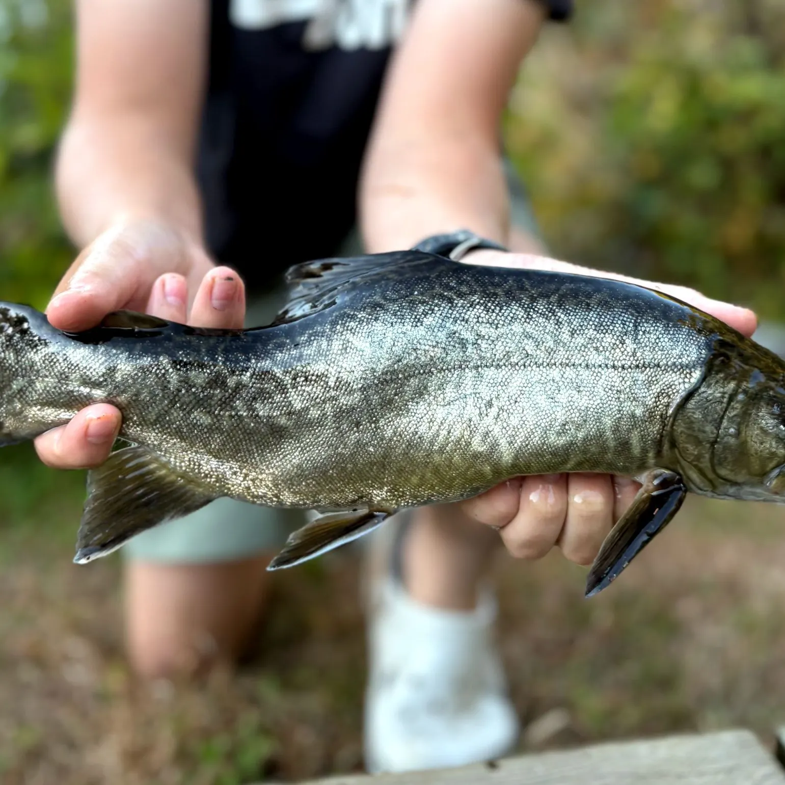 Tiger trout caught on Fishbrain