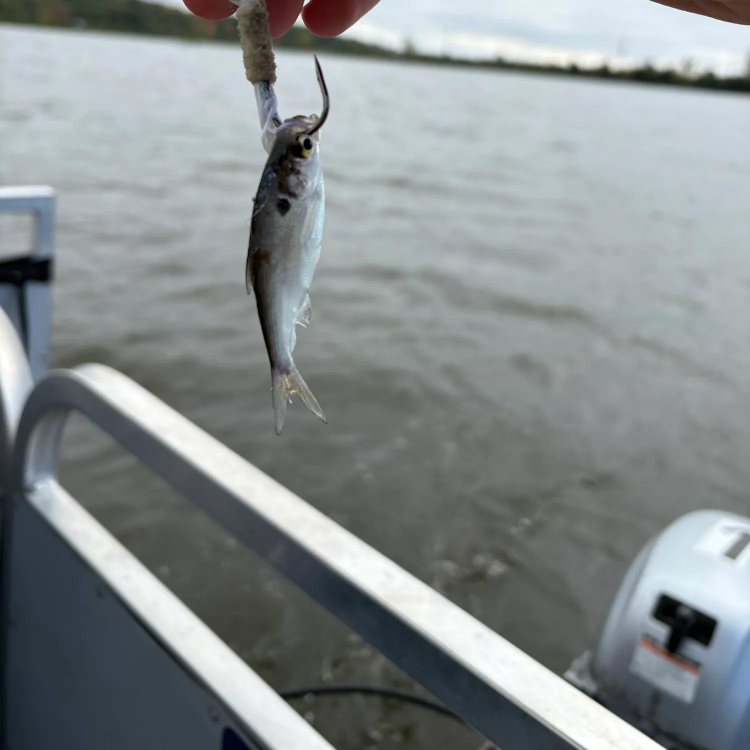 American gizzard shad caught on Fishbrain