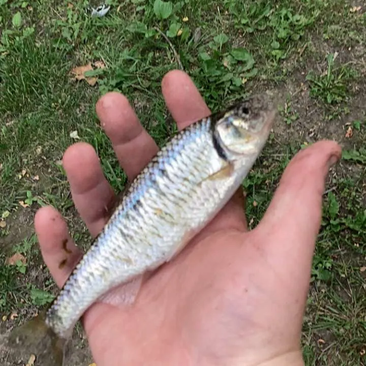 The most recent Striped shiner catches on Fishbrain