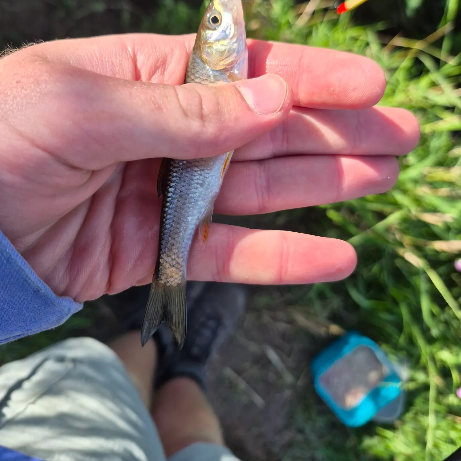 European chub caught on Fishbrain