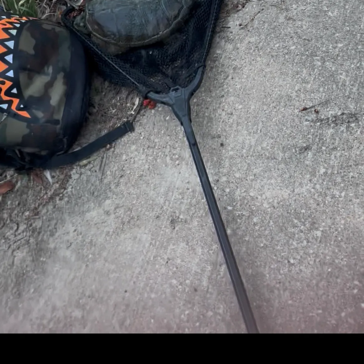 The most recent Common snapping turtle catches on Fishbrain