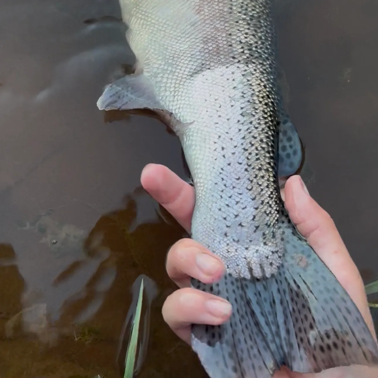 Rainbow trout caught on Fishbrain