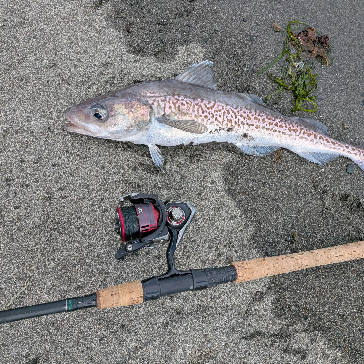 The most recent Alaska pollock catches on Fishbrain