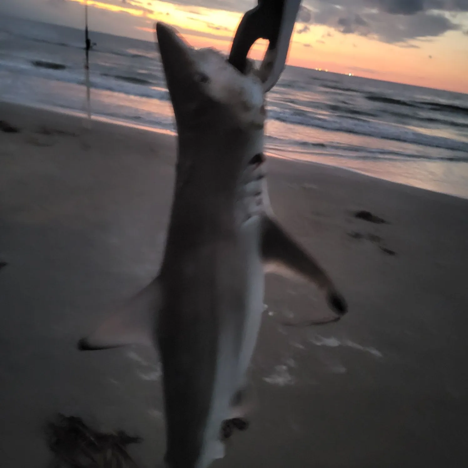 Blacktip shark caught on Fishbrain