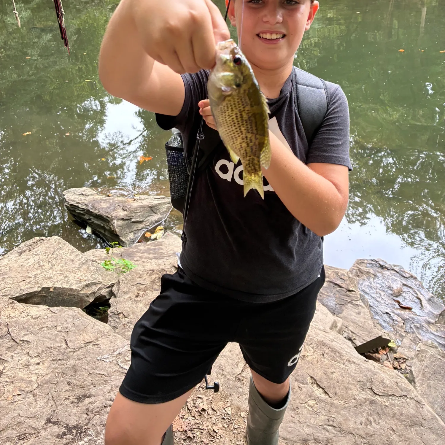 Rock bass caught on Fishbrain
