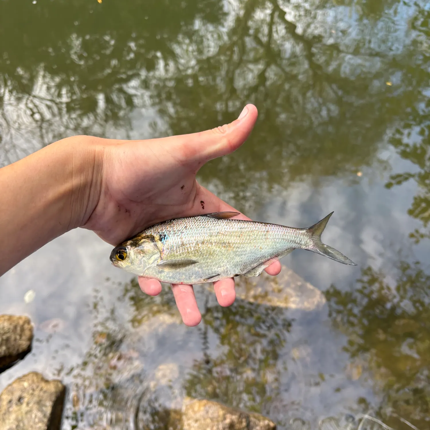 American gizzard shad caught on Fishbrain