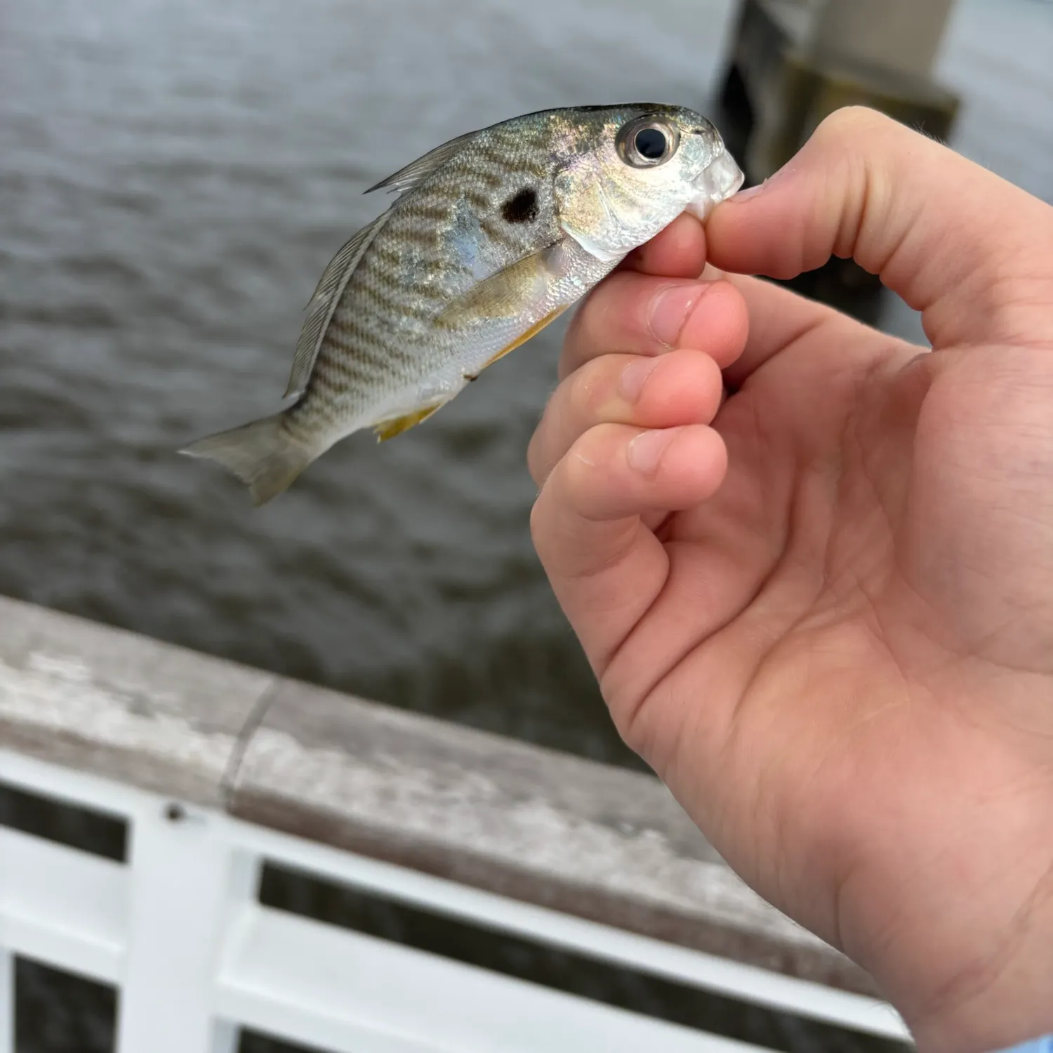 Atlantic croaker caught on Fishbrain
