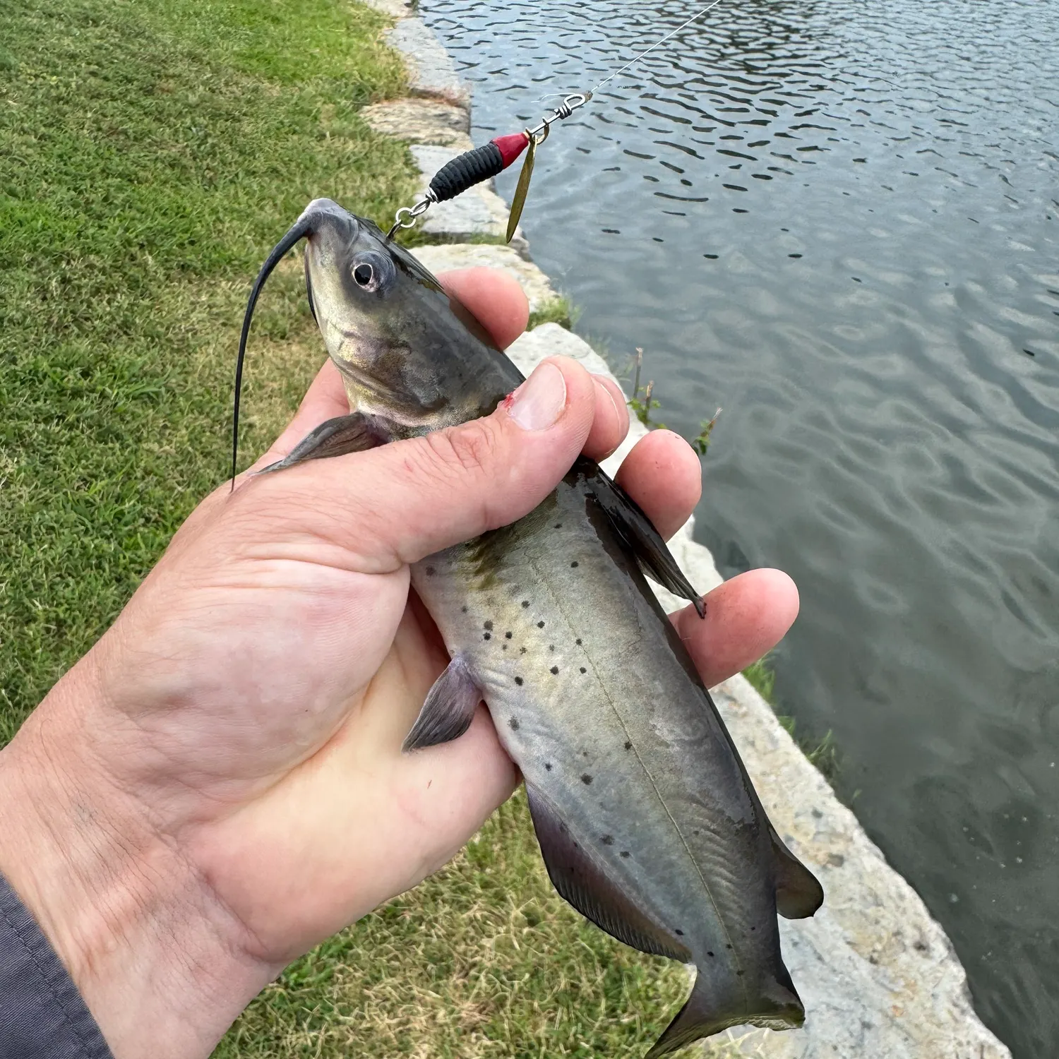 Channel catfish caught on Fishbrain