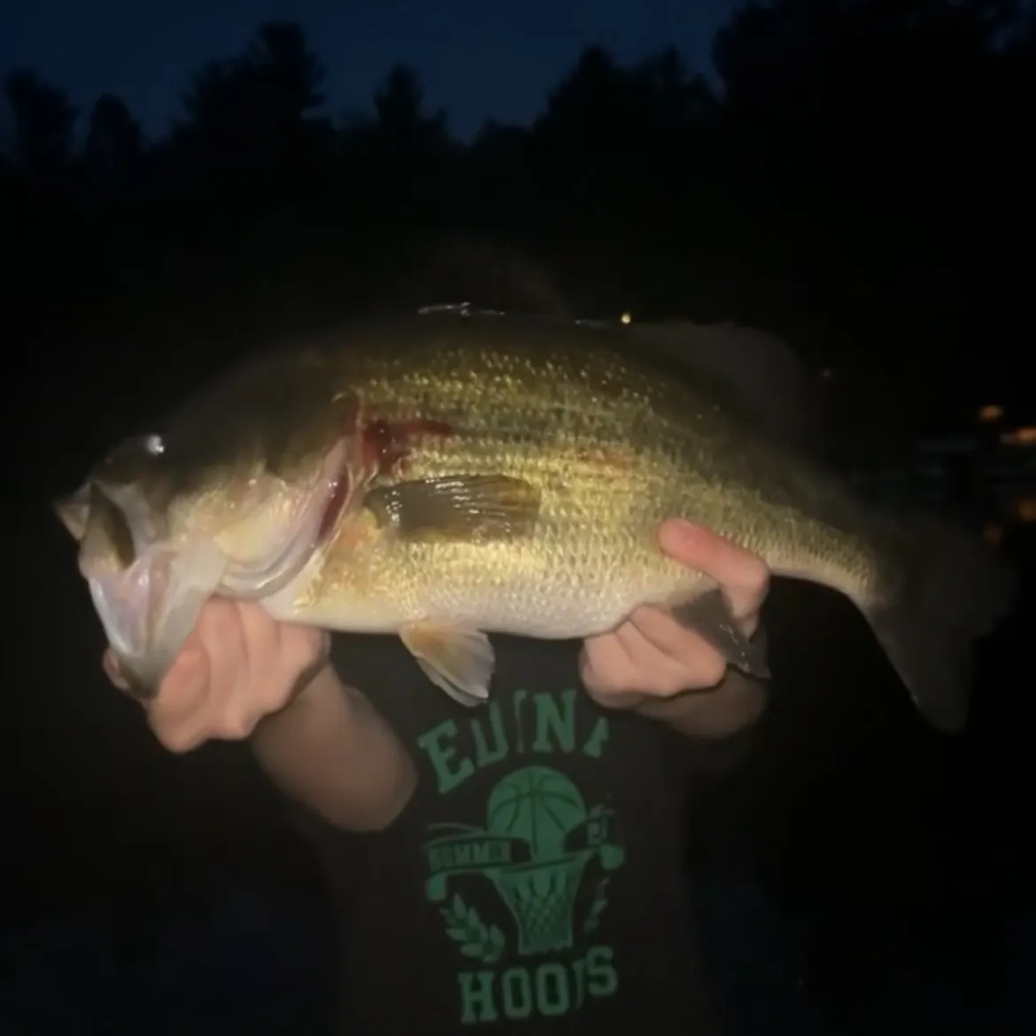 Largemouth bass caught on Fishbrain