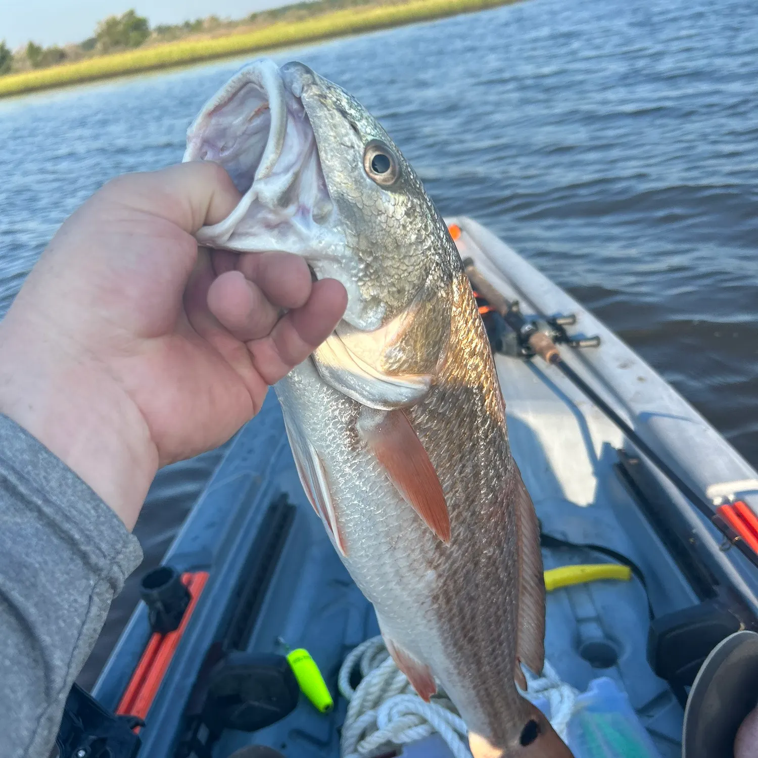 Fish caught on Fishbrain