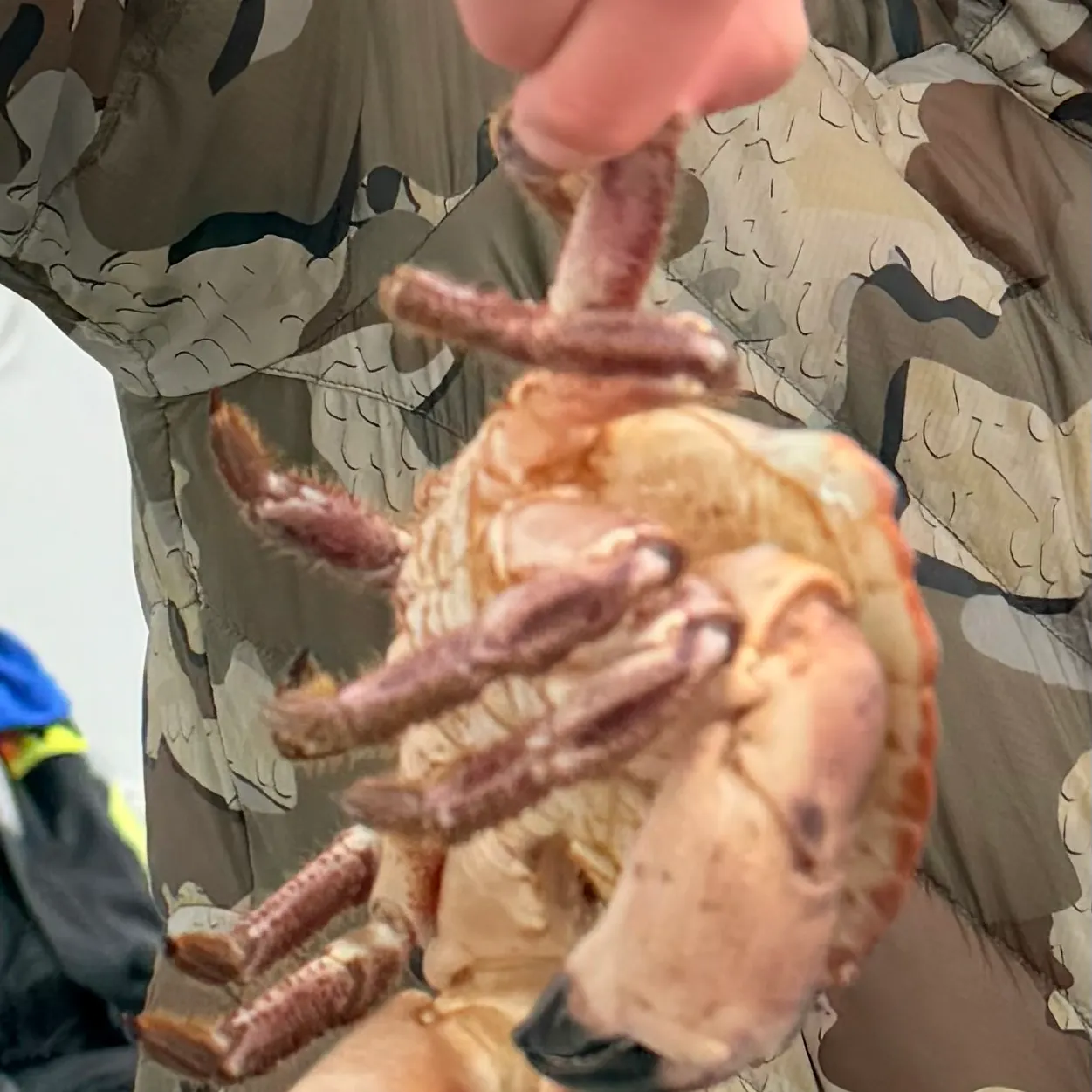 The most recent Atlantic rock crab catches on Fishbrain
