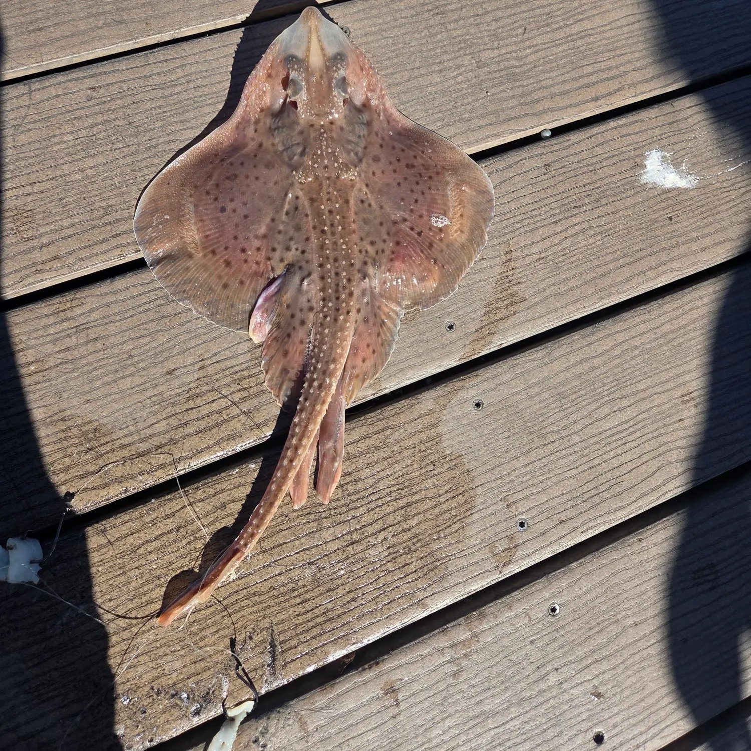 Clearnose skate caught on Fishbrain