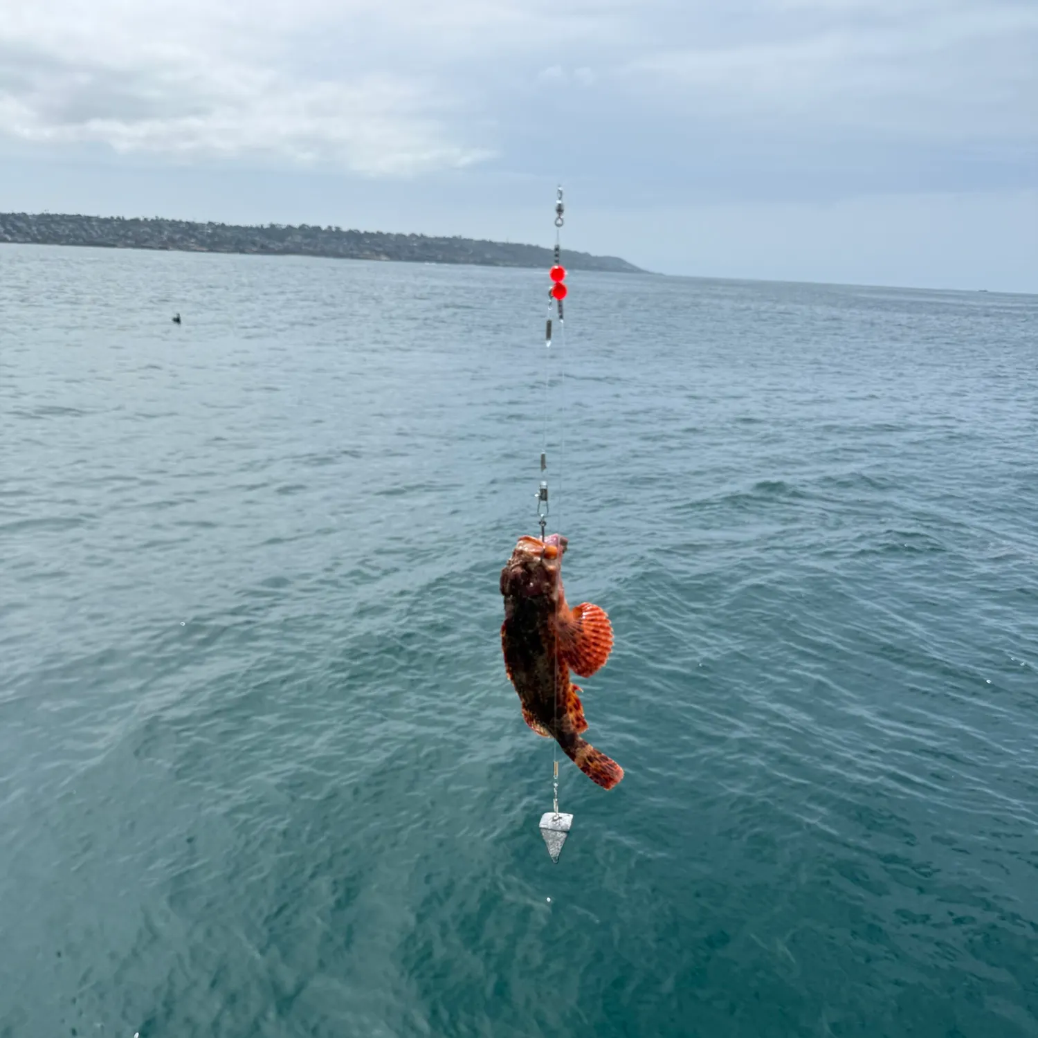 The most recent California scorpionfish catches on Fishbrain