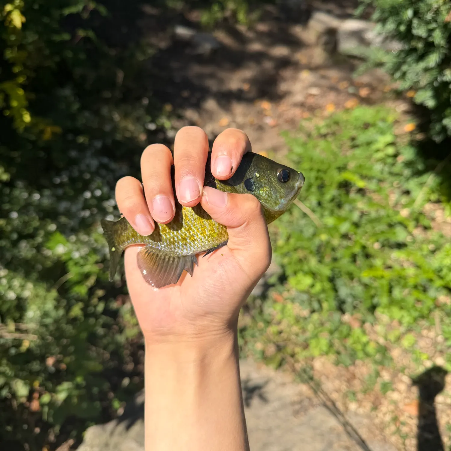 Bluegill caught on Fishbrain