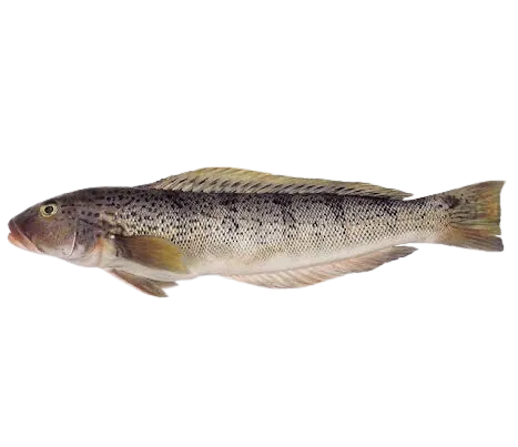 Argentinian sandperch