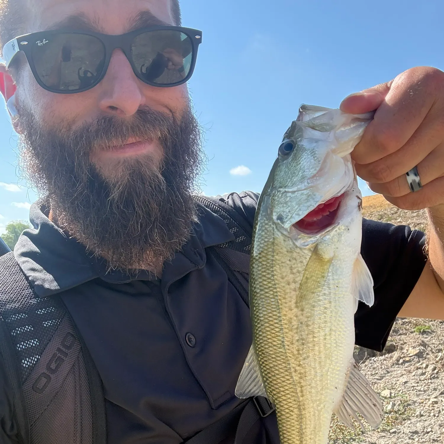 Largemouth bass caught on Fishbrain