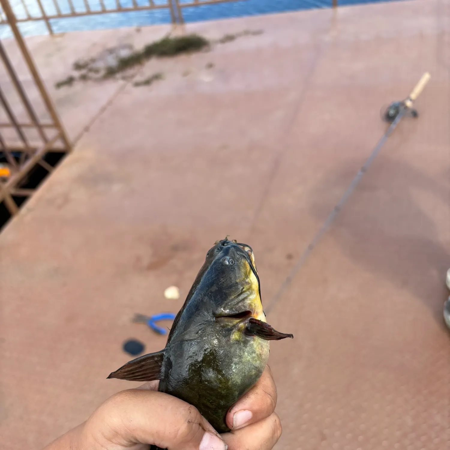 catch