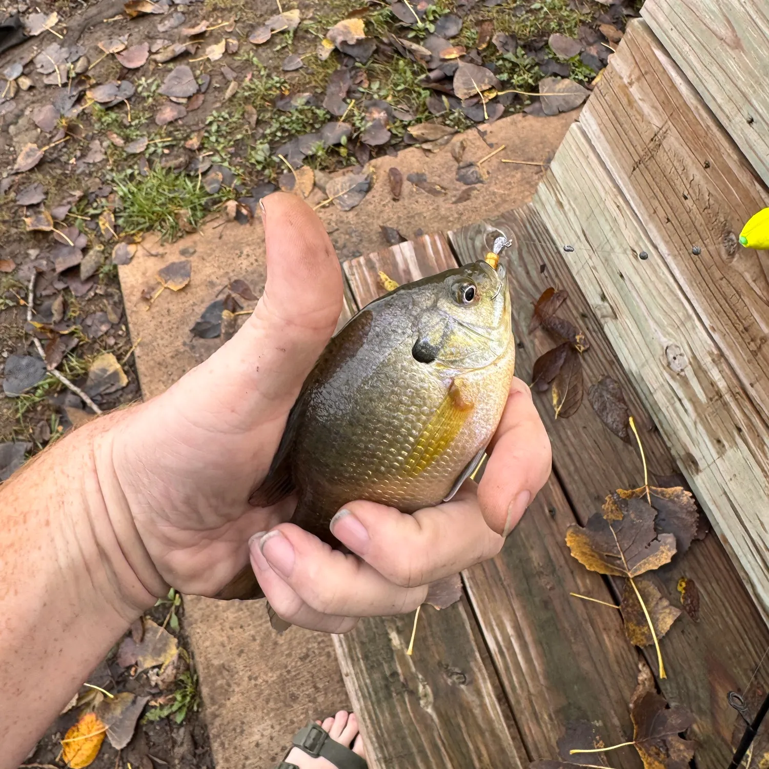 Bluegill caught on Fishbrain