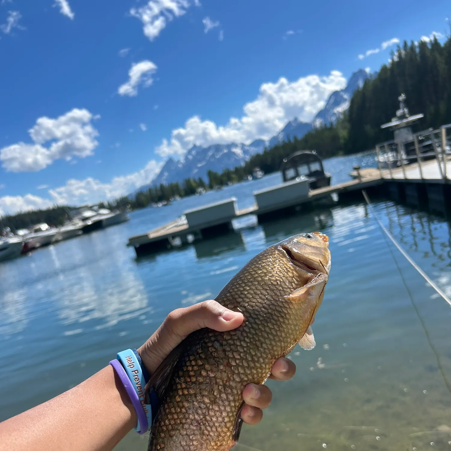 The most recent Utah chub catches on Fishbrain