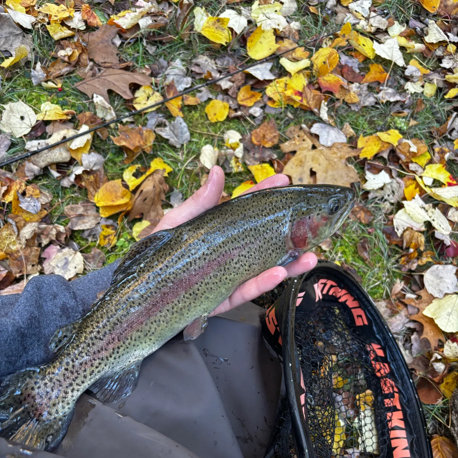 Rainbow trout caught on Fishbrain