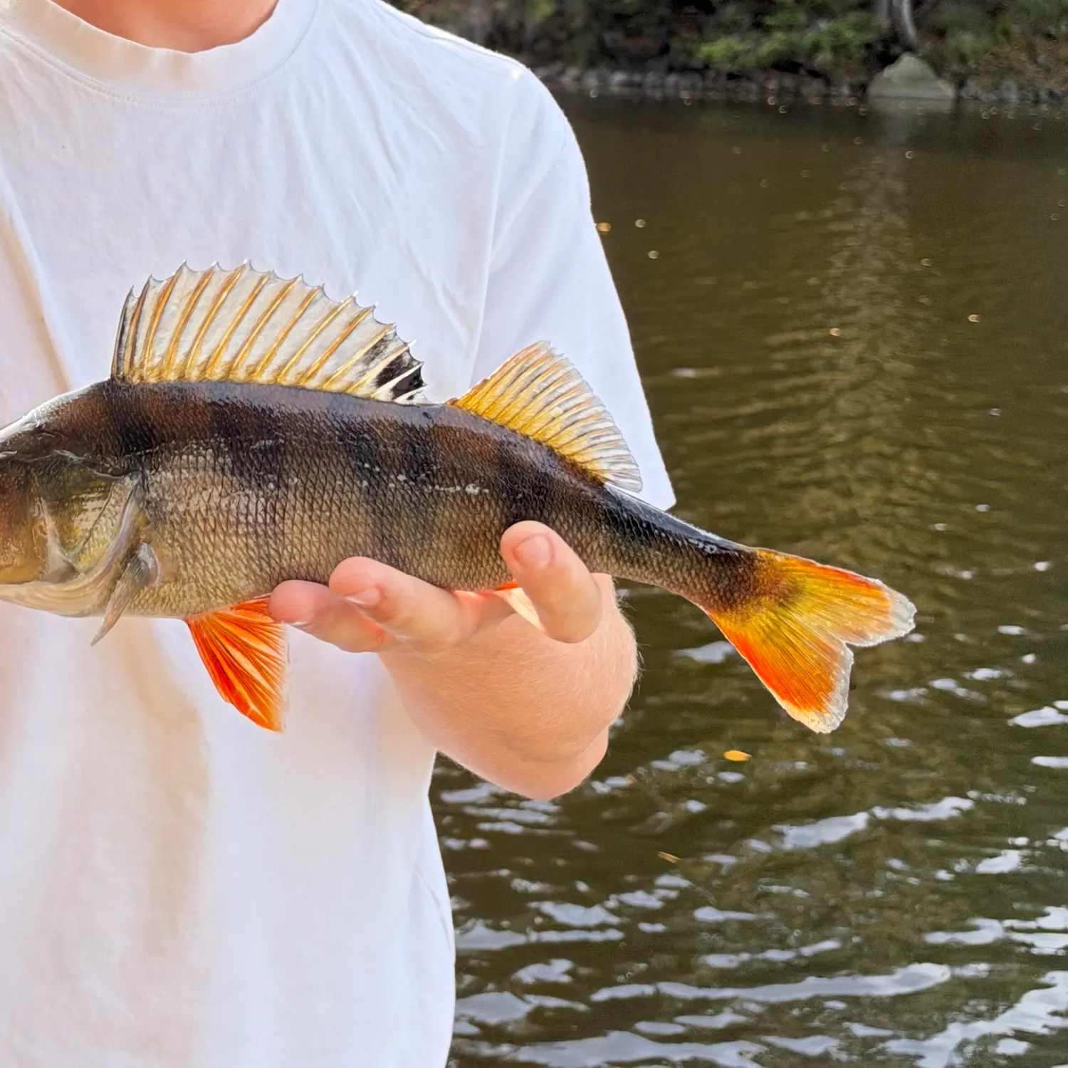 European perch caught on Fishbrain