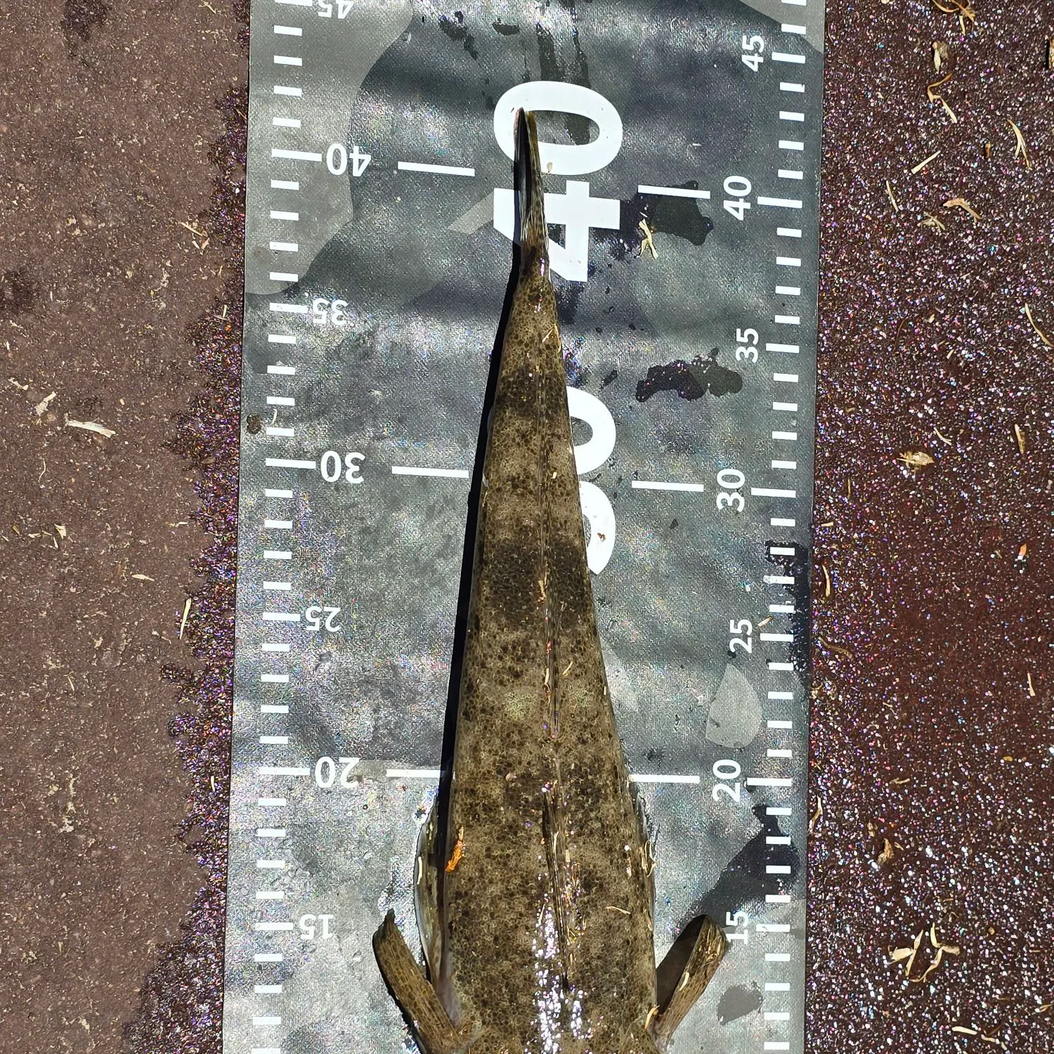 The most recent Bartail flathead catches on Fishbrain