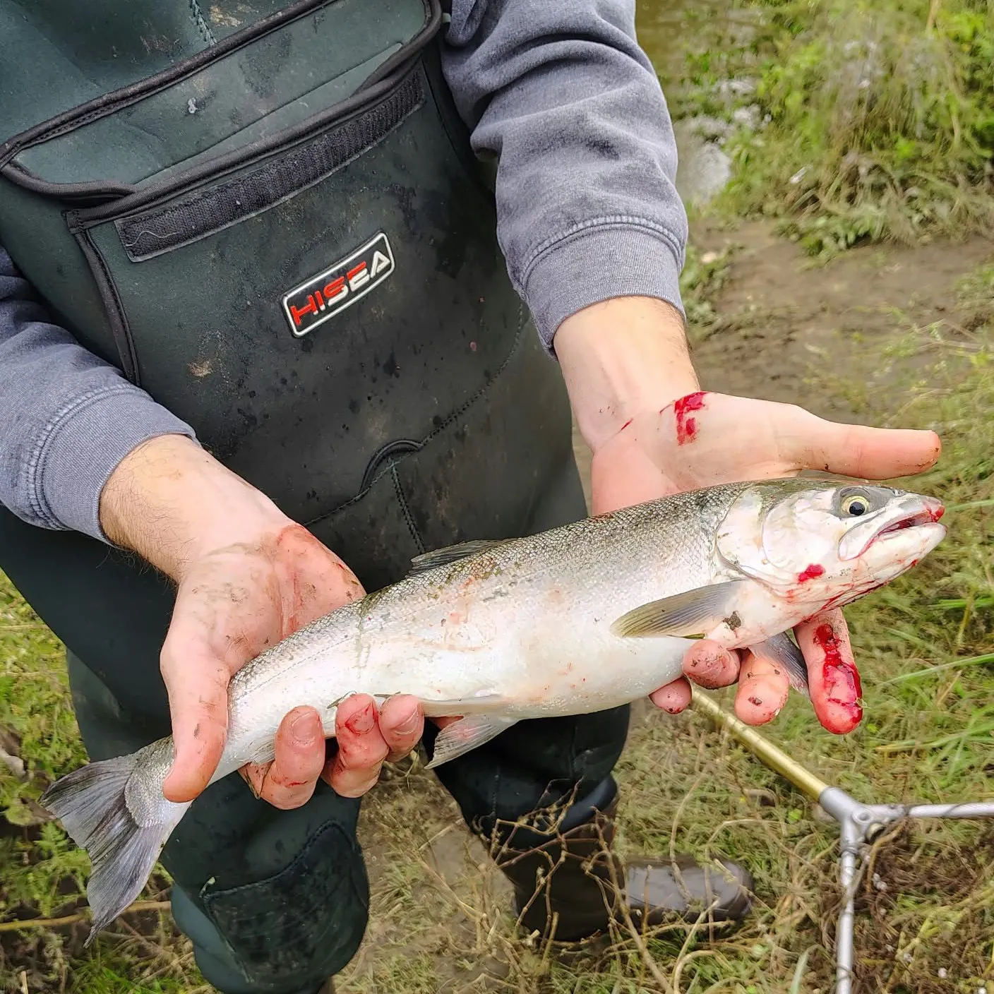 Coho salmon caught on Fishbrain