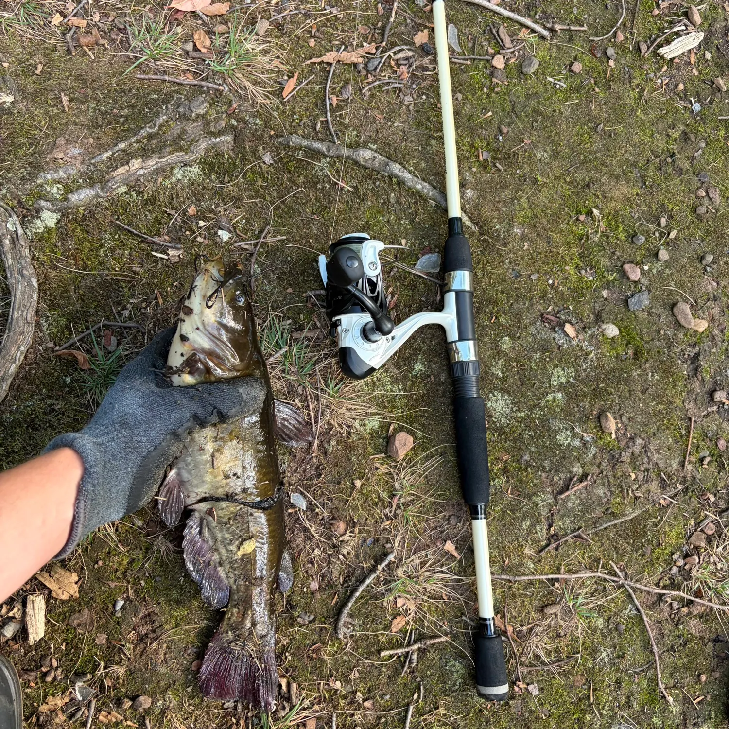 Flathead catfish caught on Fishbrain