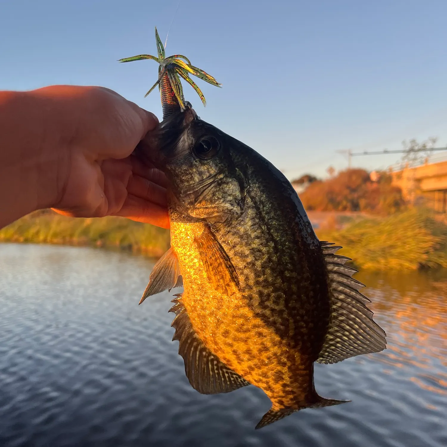 The most recent Black crappie catches on Fishbrain