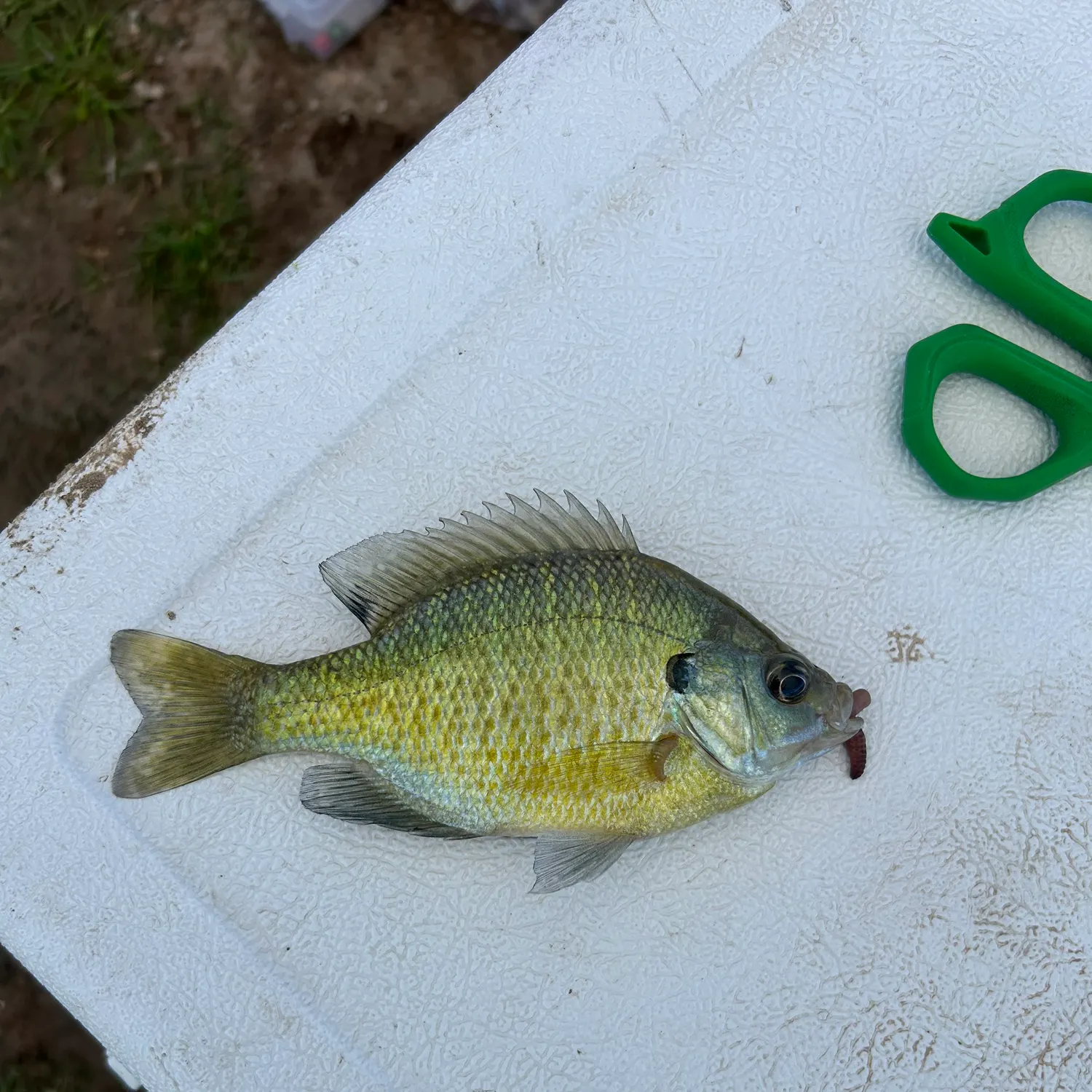 Bluegill caught on Fishbrain