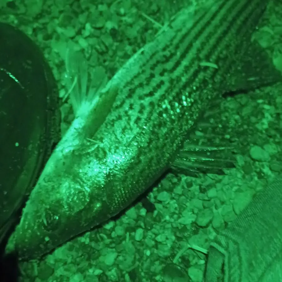 Wiper caught on Fishbrain