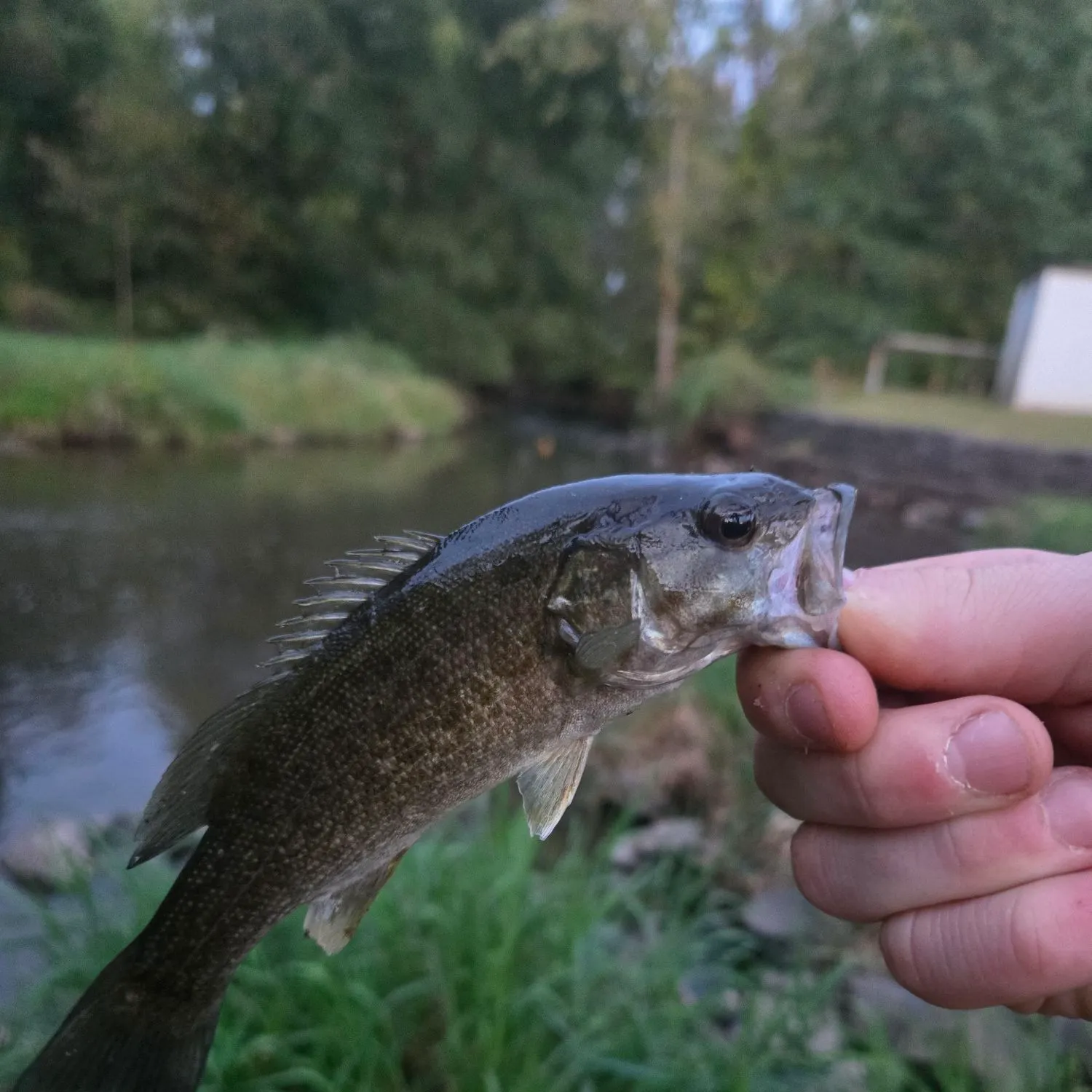 Smallmouth bass caught on Fishbrain