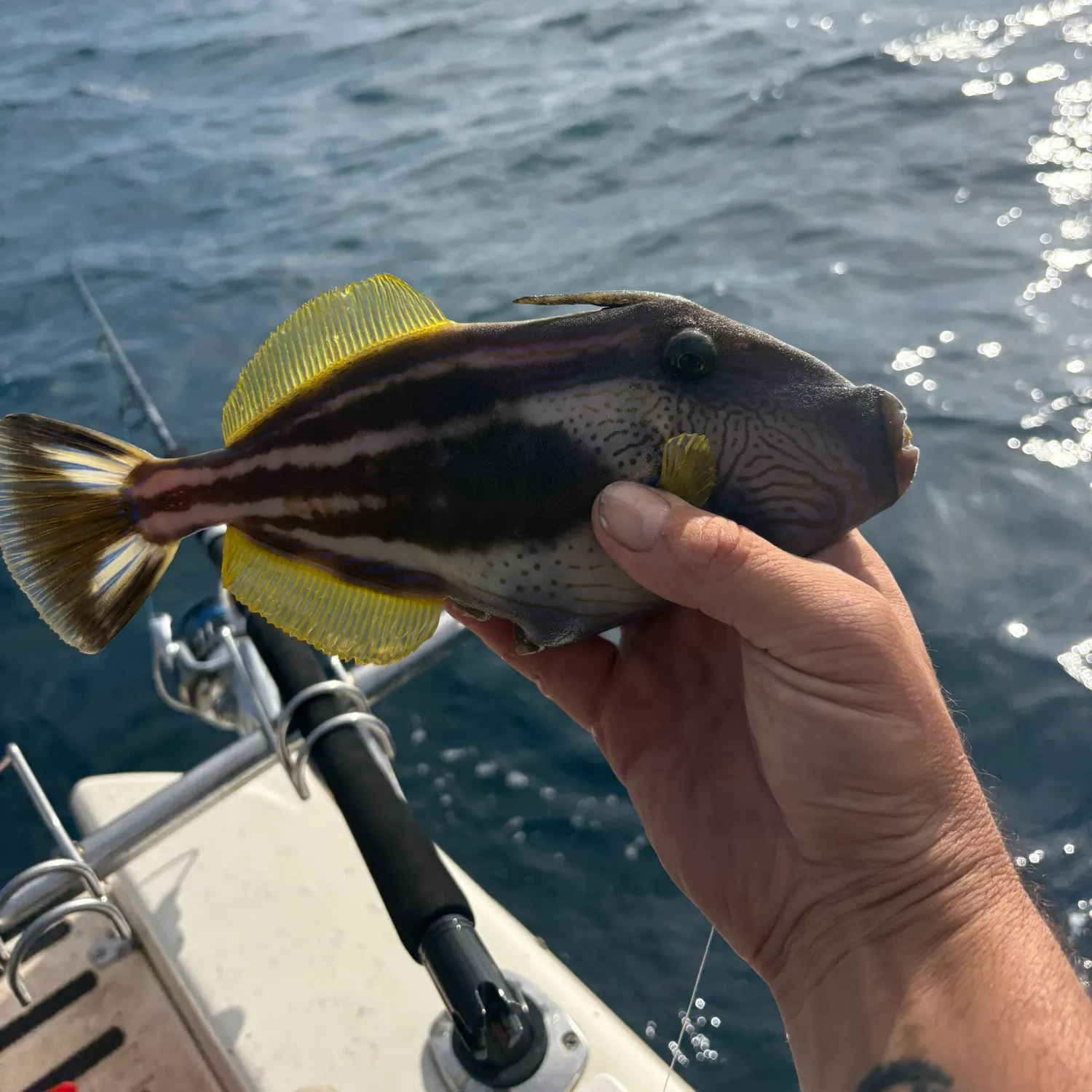 The most recent Six-spined leatherjacket catches on Fishbrain