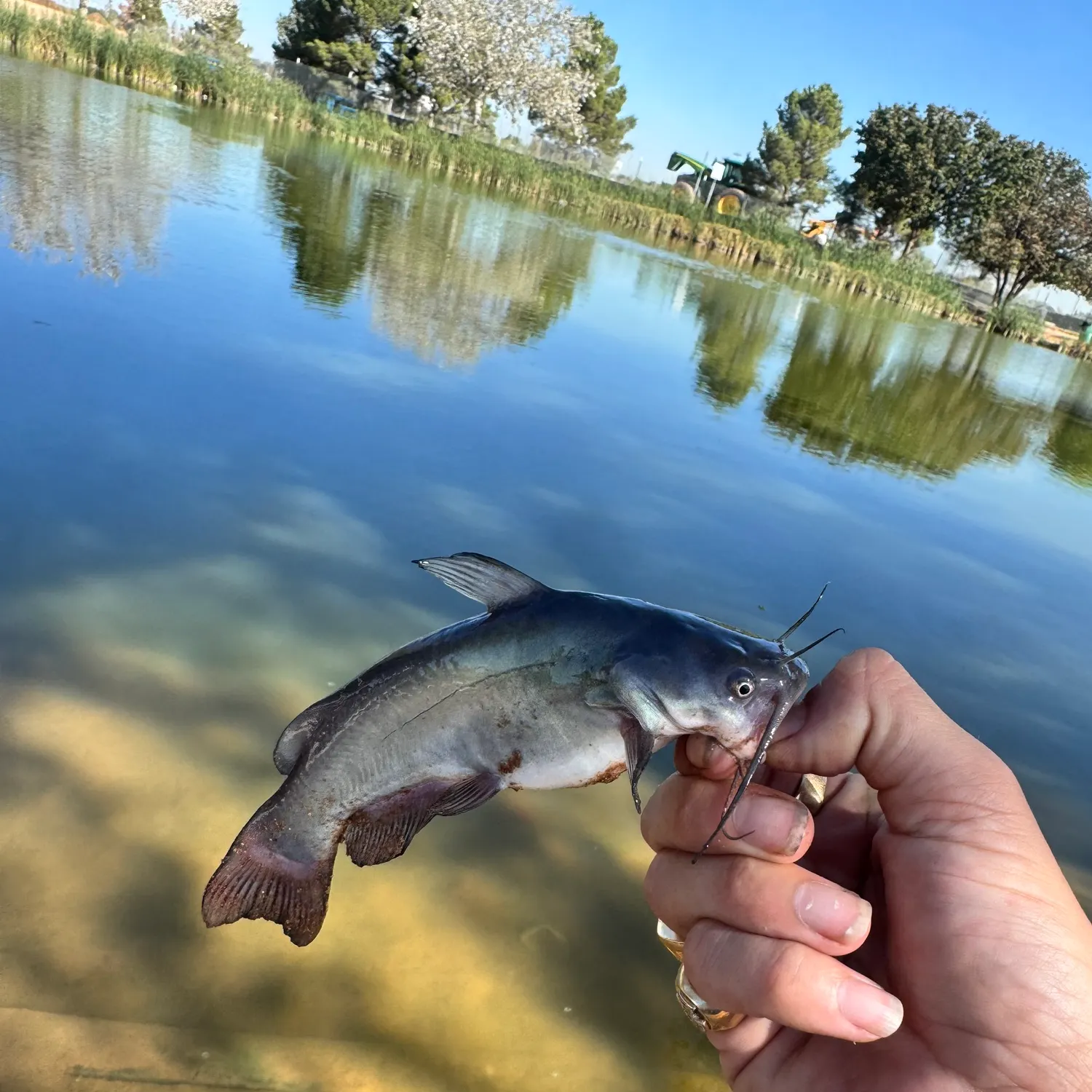 Black bullhead caught on Fishbrain