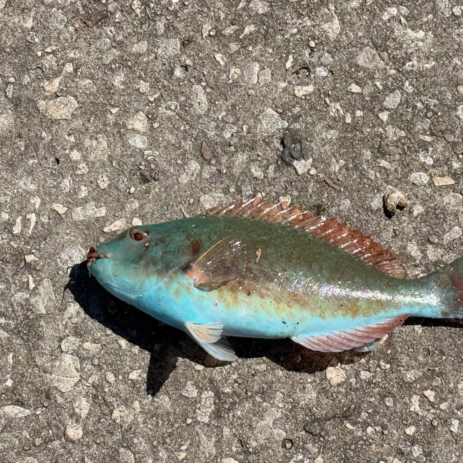 The most recent Redband Parrotfish catches on Fishbrain