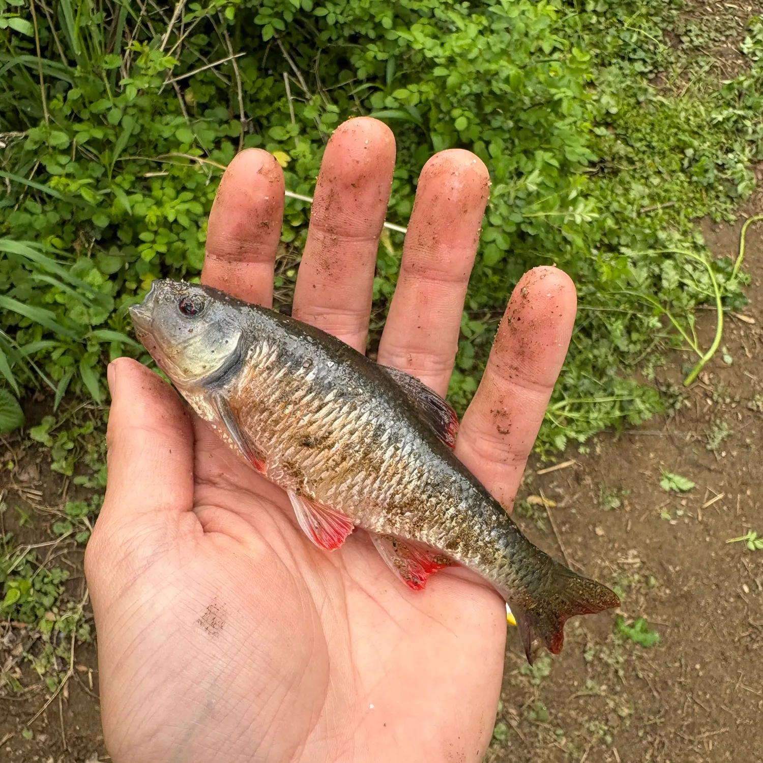 The most recent Common shiner catches on Fishbrain